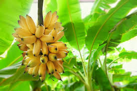 এখন মেদ কমাবে কলা, বাড়াবে মানসিক শক্তি