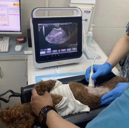 Waleeta WUB-P3 Veterinary Touch BW Ultrasound System