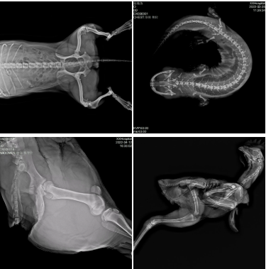 Animals Veterinary X Ray Machine Price in Bangladesh