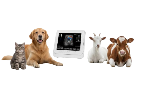BMV PT50C vet portable ultrasound